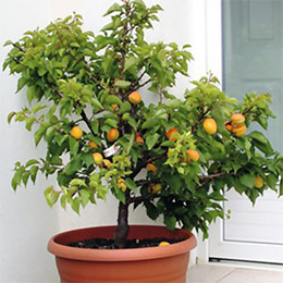 Prunus armeniaca nano